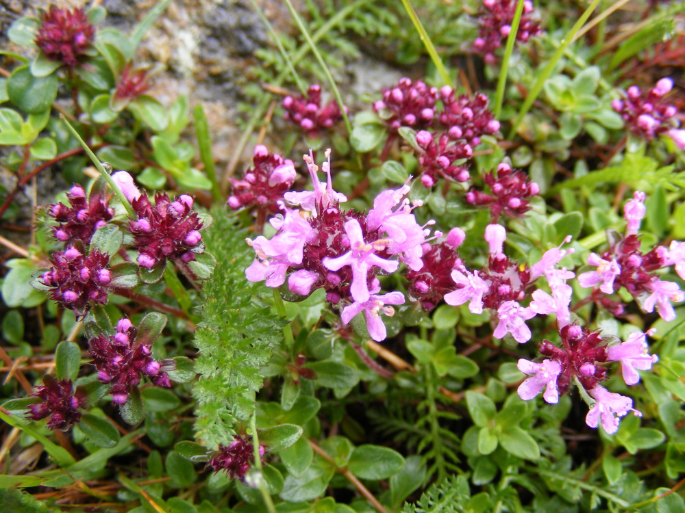 Quendel - Thymus serpyllum