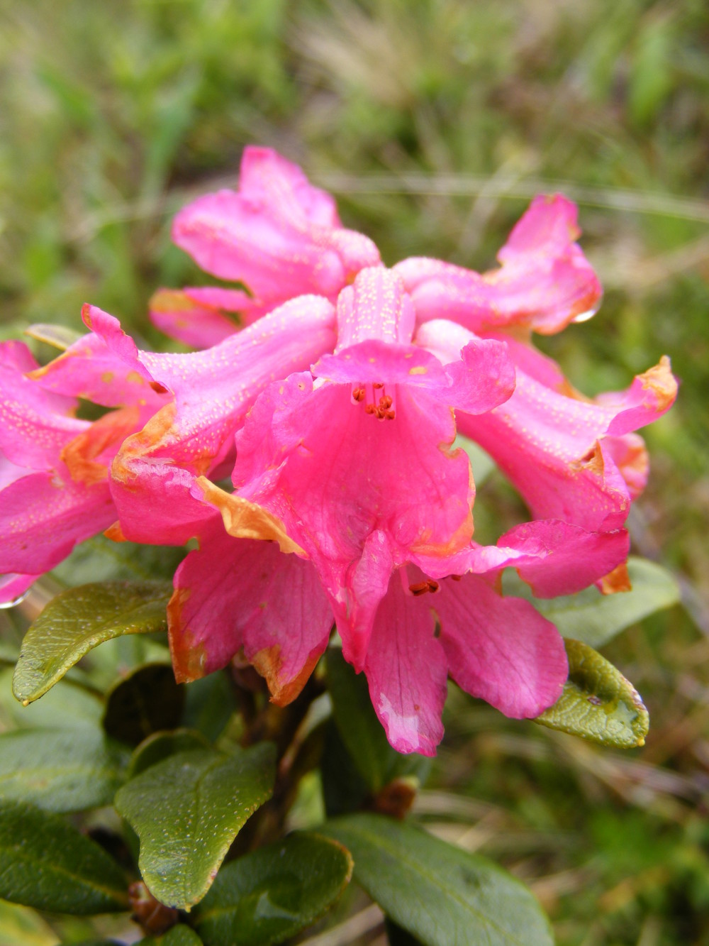 Rostrote Alpenrose - Rhododendron ferrugineum
