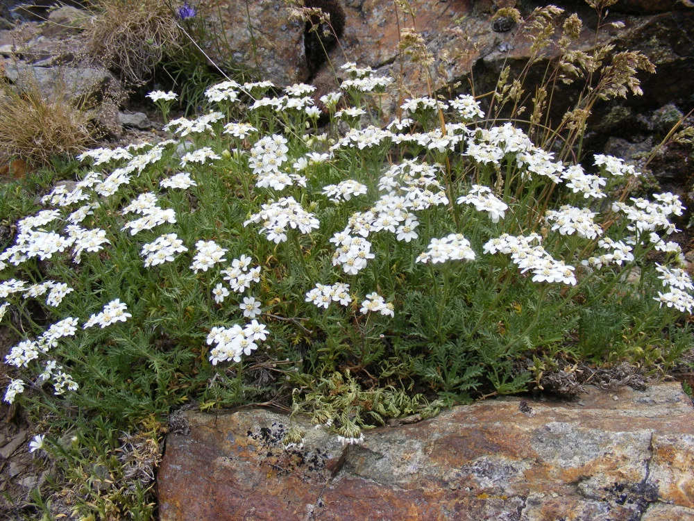 Moschus-Schafgarbe - Achillea moschata