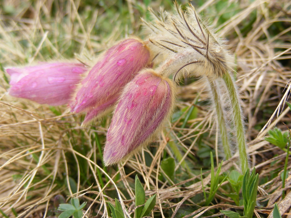 Frühlingsküchenschelle - Pulsatilla vernalis