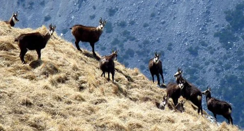 Tierisch starke Salben - Schloss Goldrain 