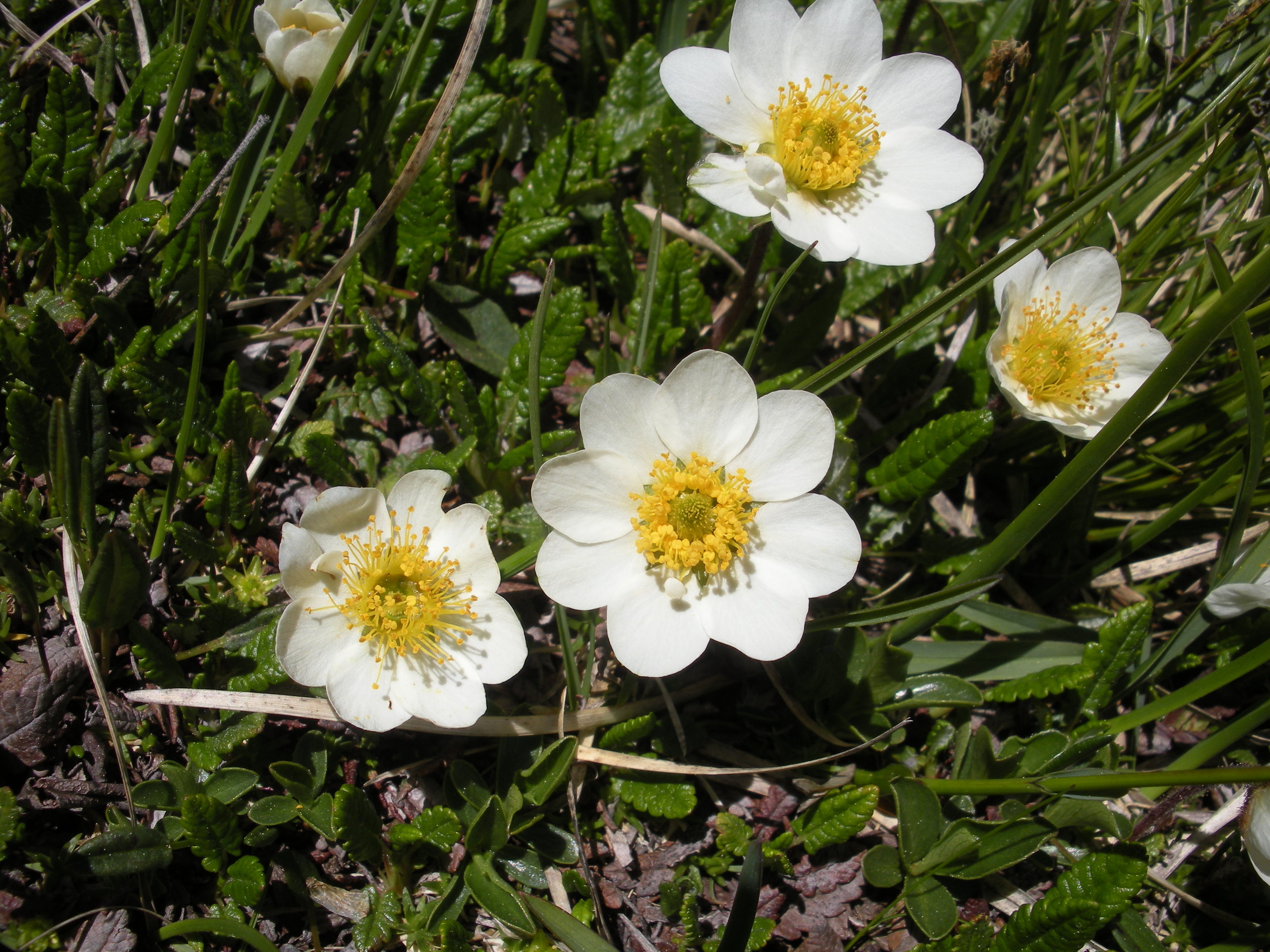 Silberwurz - Dryas octopetala