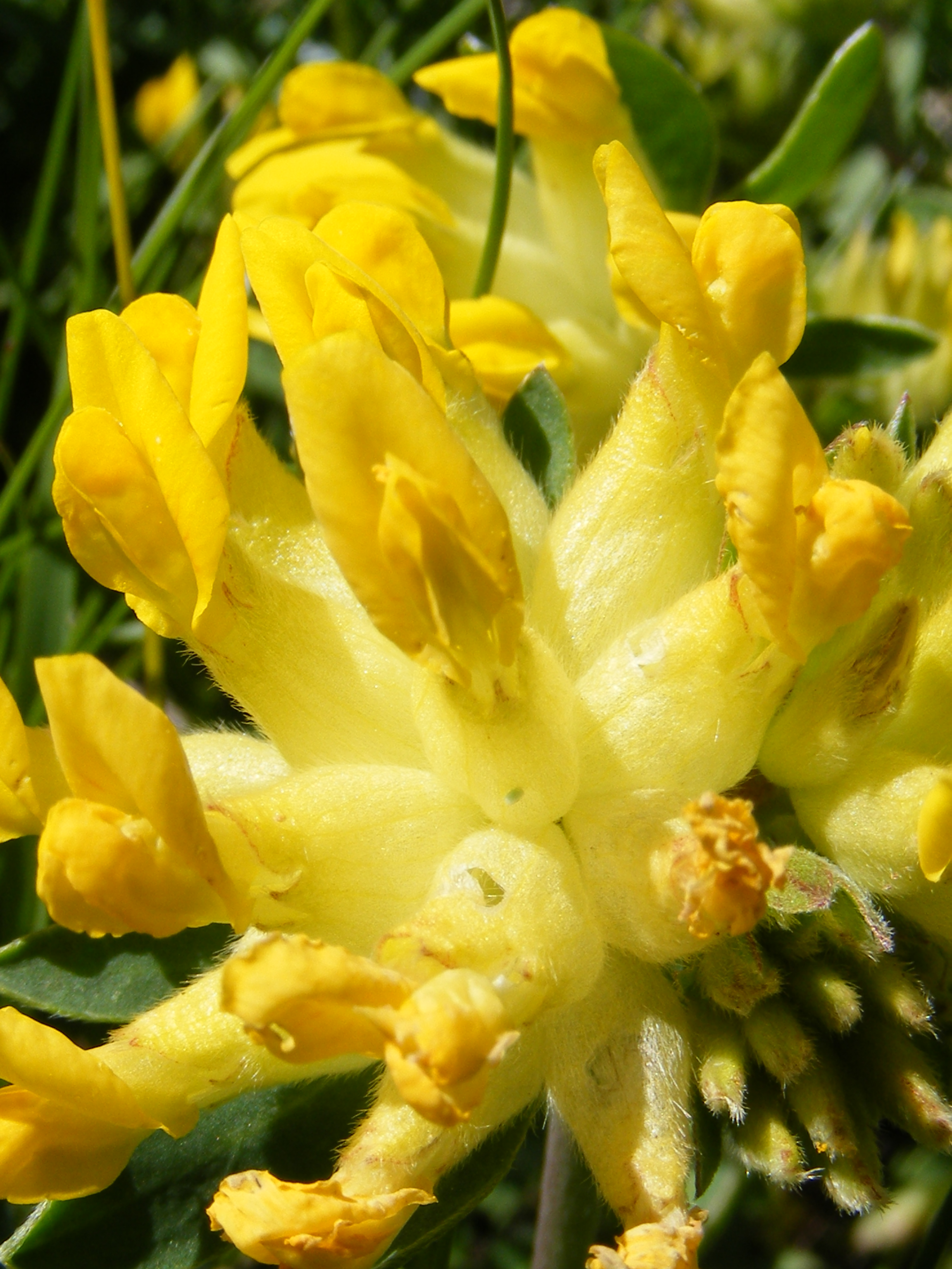 Wundklee - Anthyllis vulneraria