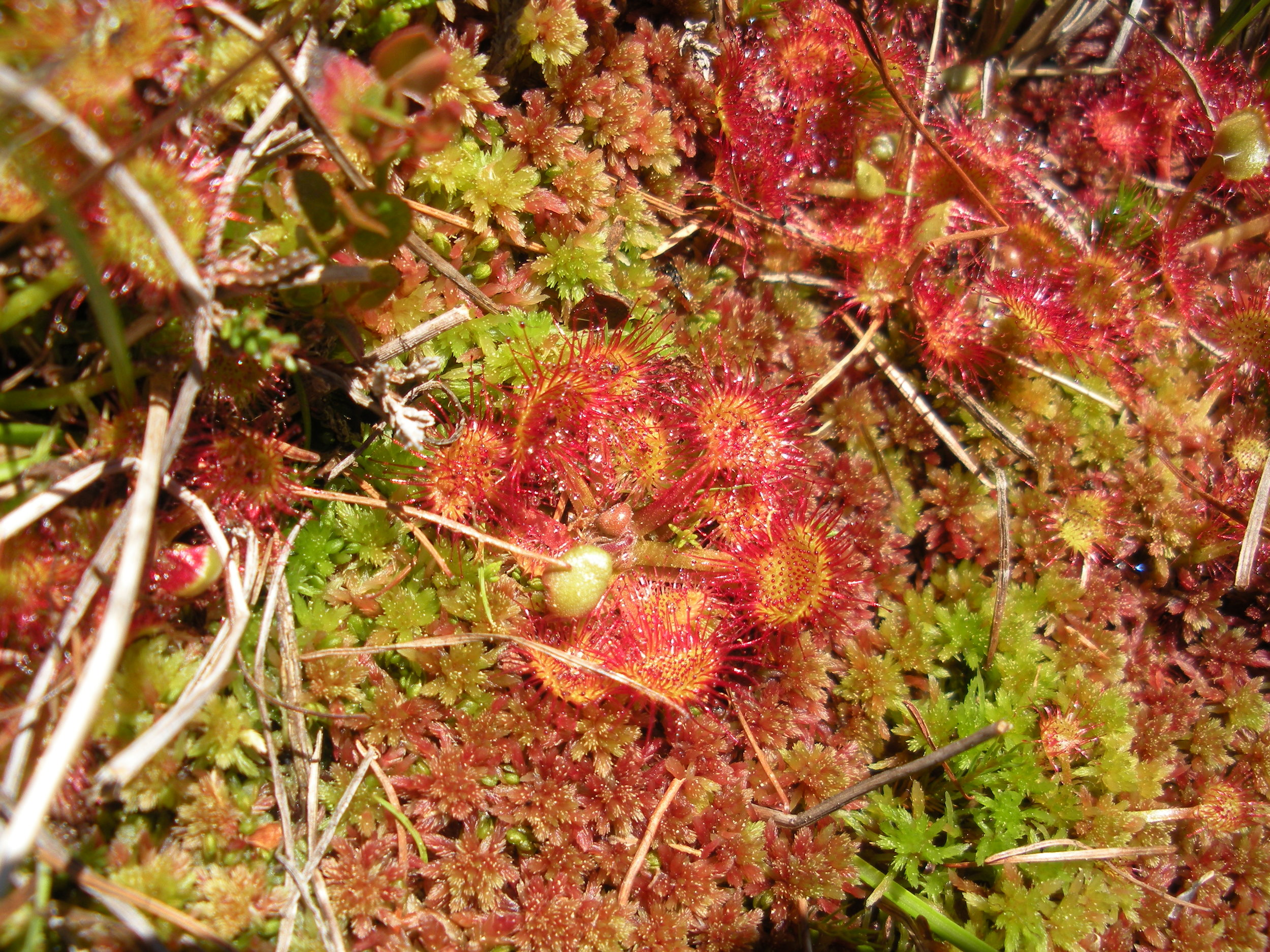 Sonnentau - Drosera rotundifolia