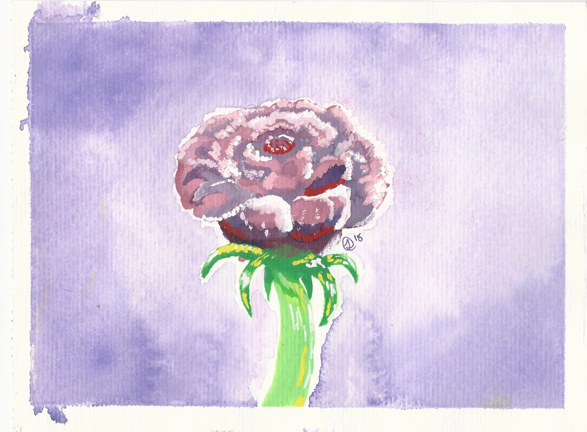carnation 1