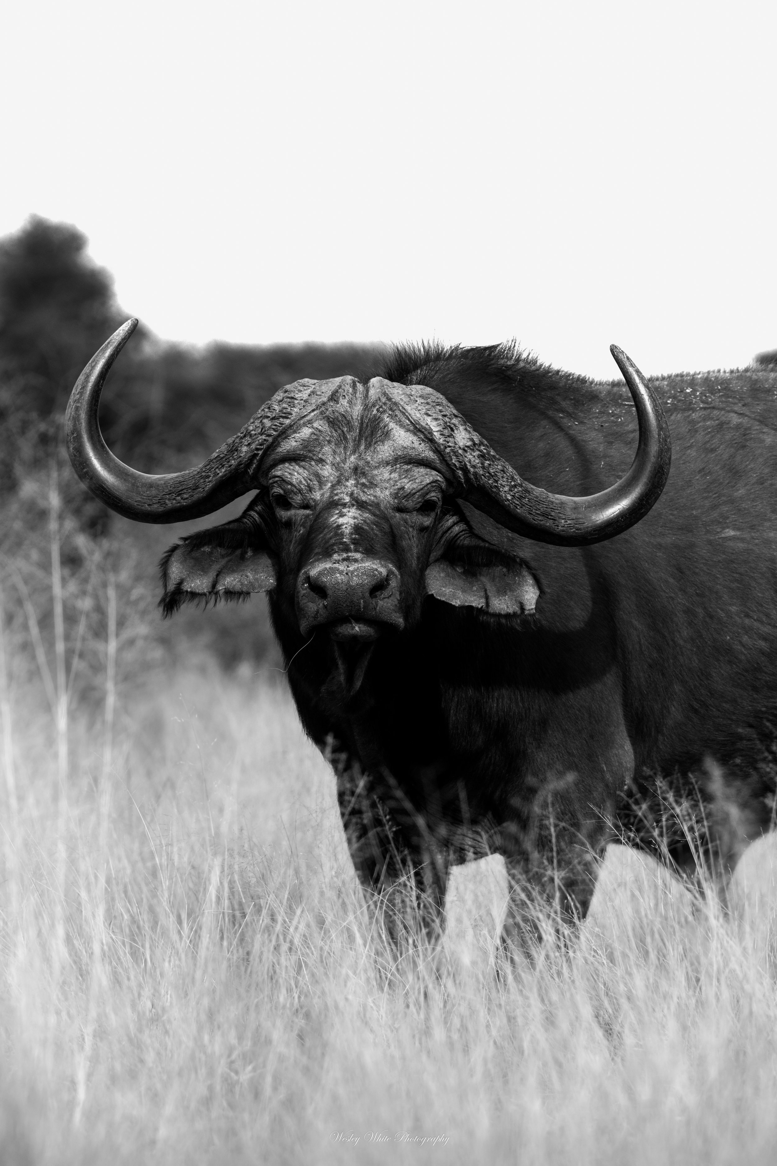 Cape Buffalo B&W-9004.jpg