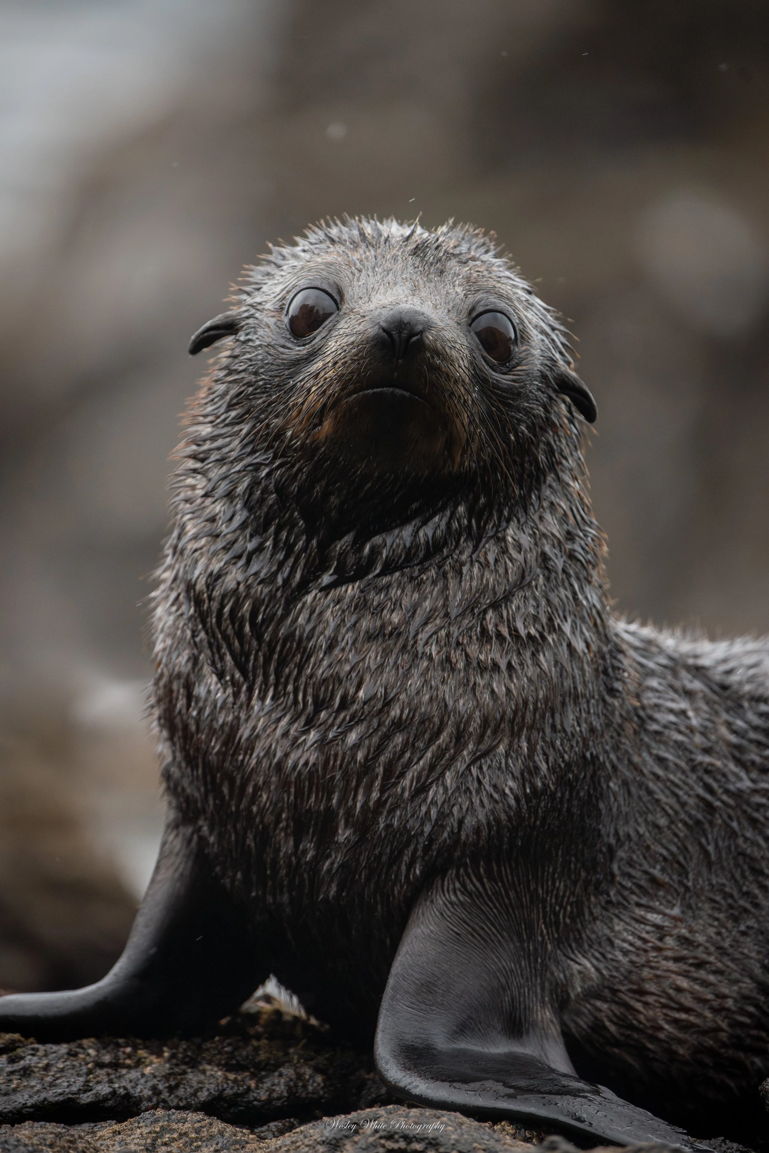 Southern Fur Seal.jpg