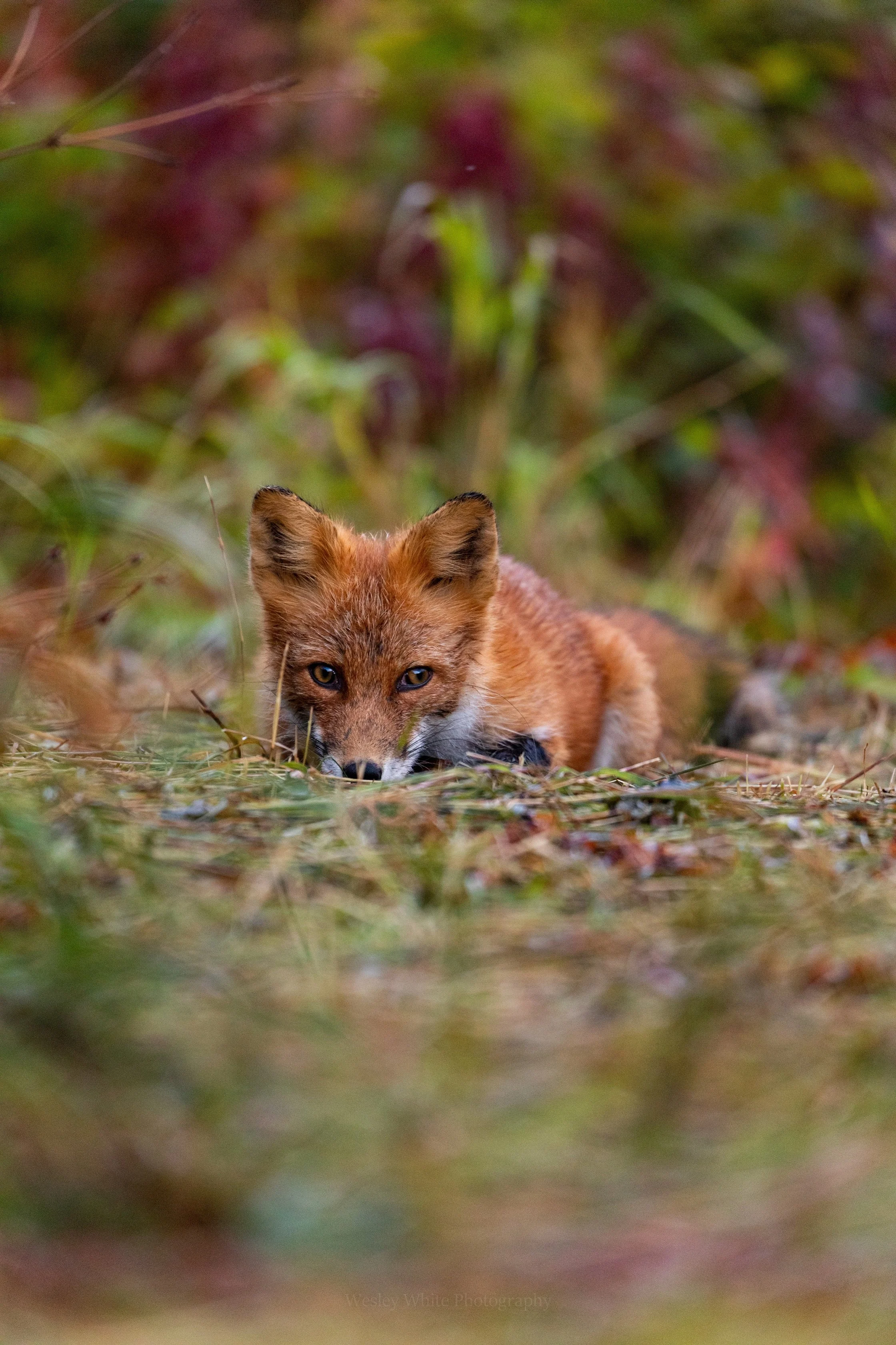 Wesley G. White-4041.jpg