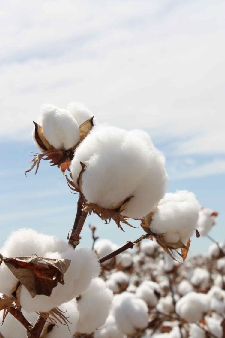 Cotton Flower