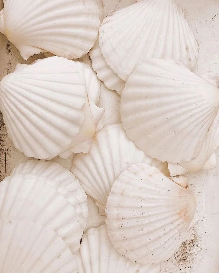 Shells