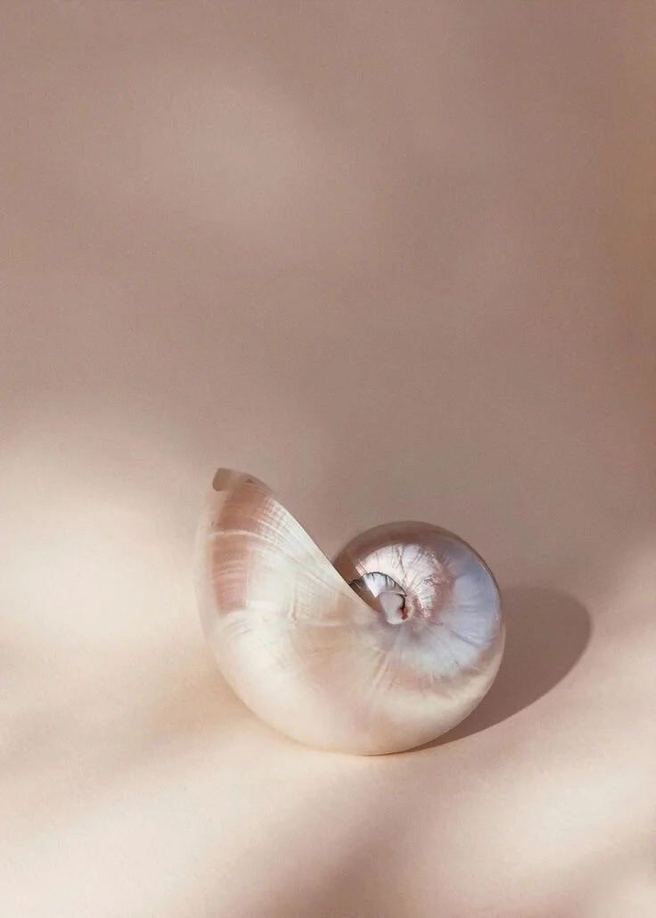 Shells as Decor Details 