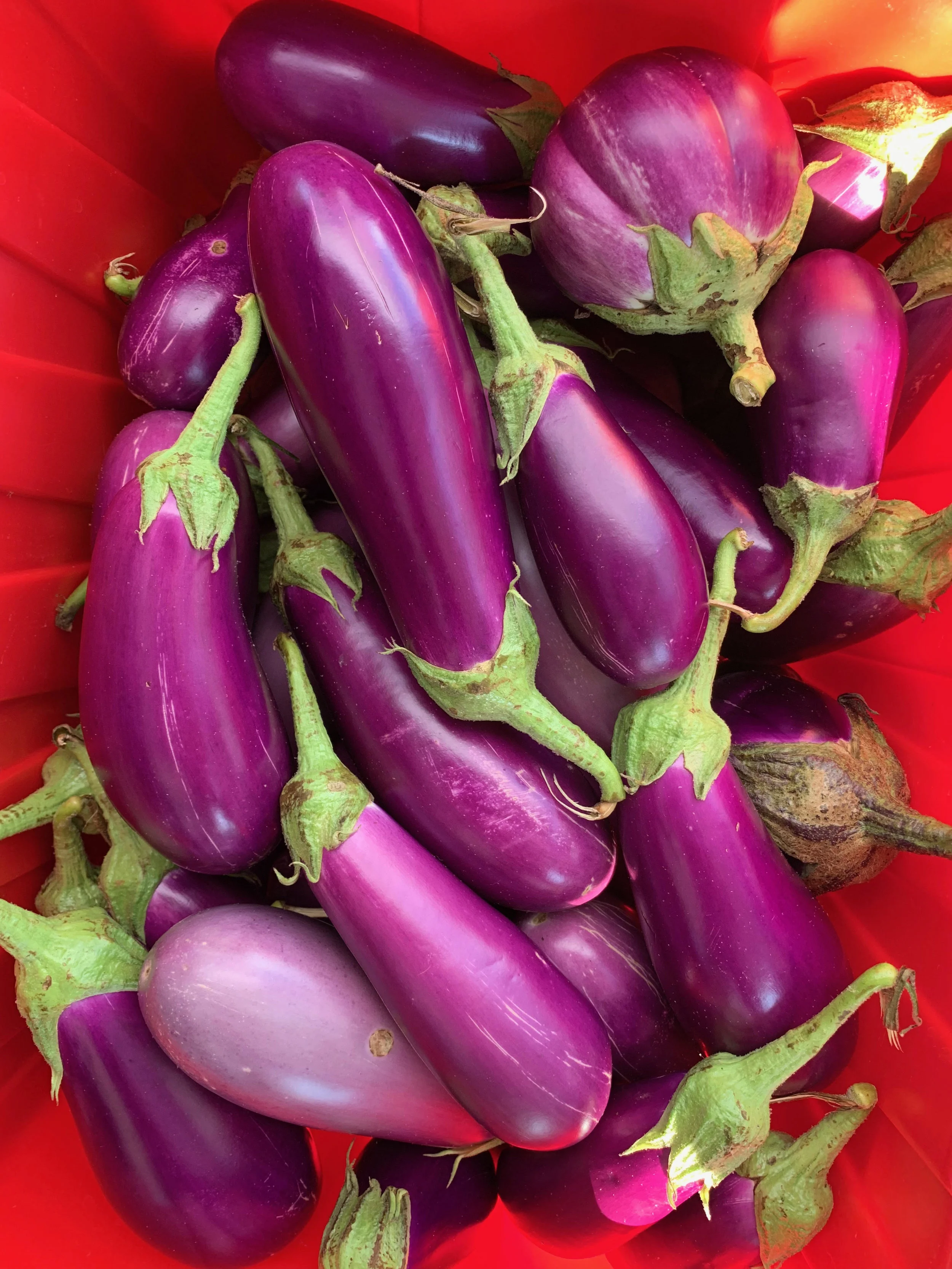 eggplant.jpg