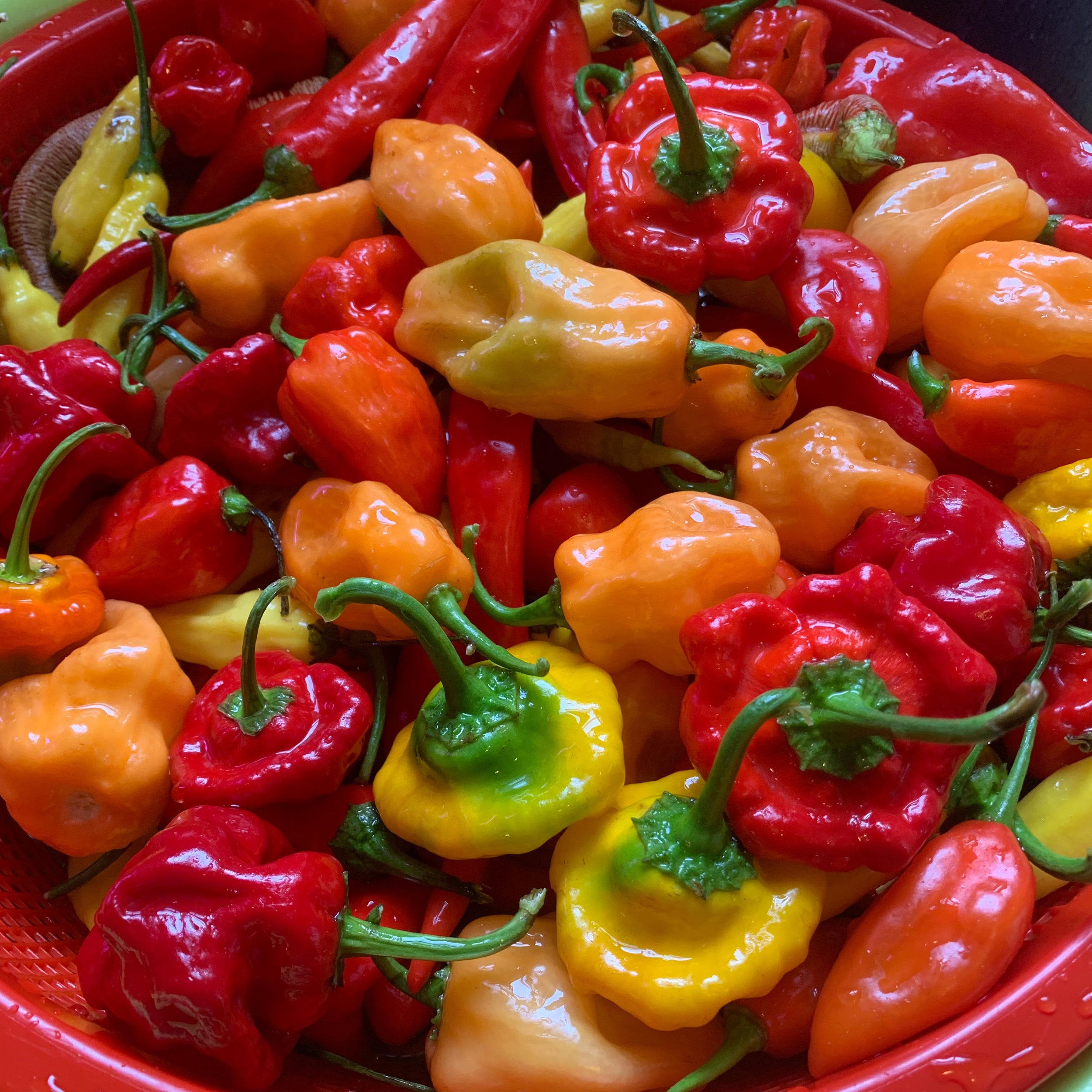 peppers.jpg