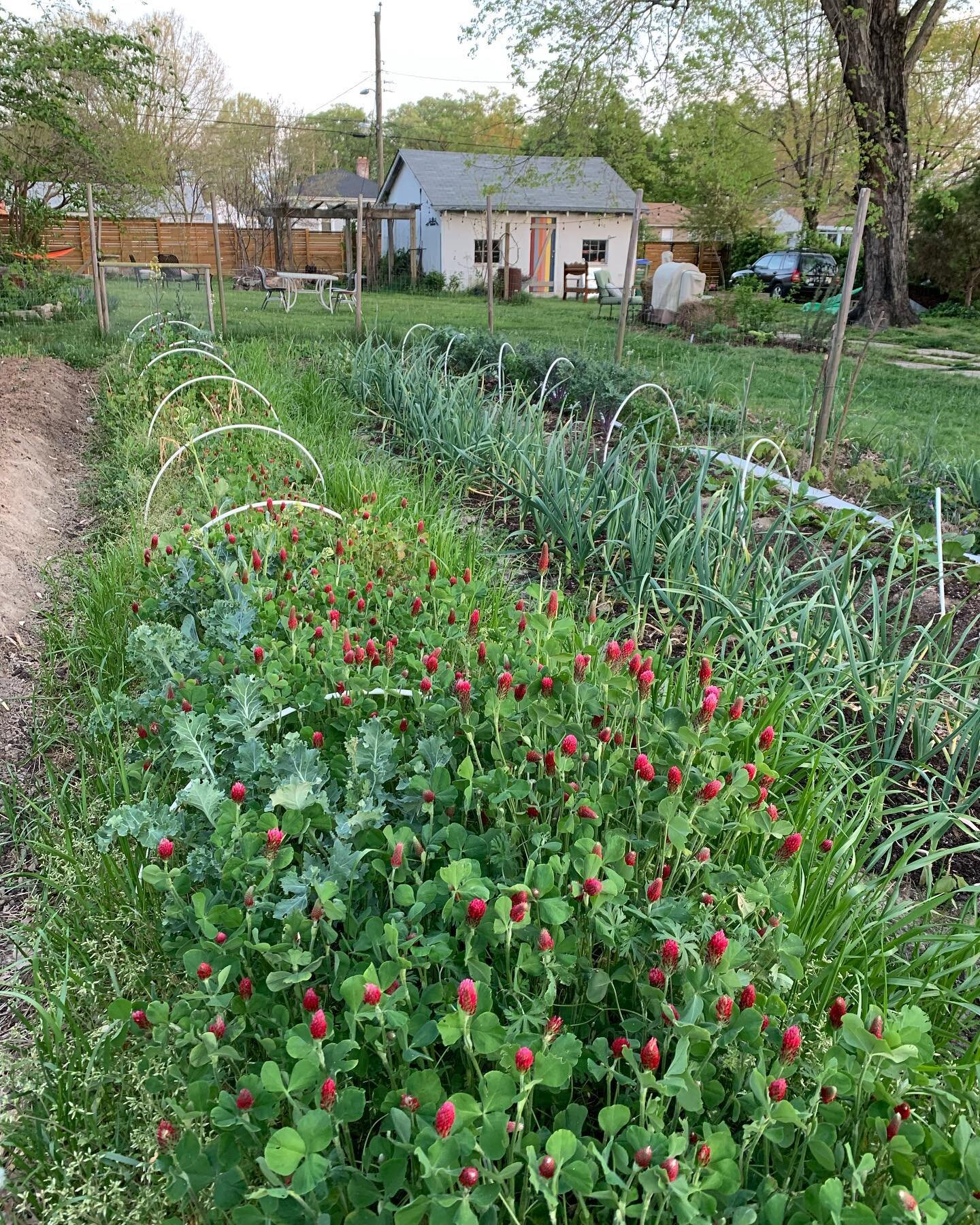 Spring Garden. About to flip the crimson clover and start planting summer crops this week. Exciting time of year! 

With &amp; without leaf cover- just 11 days apart. What a difference.