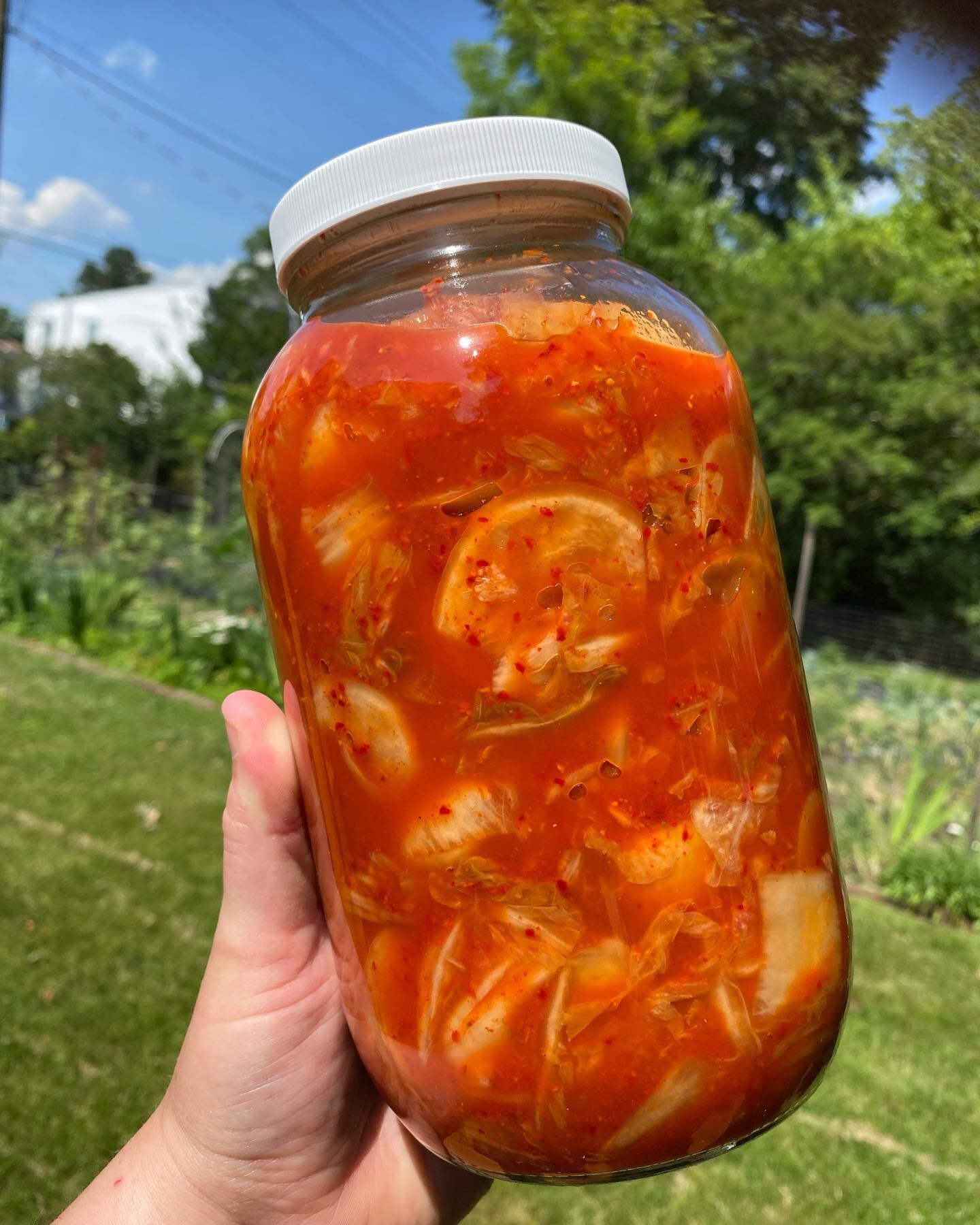 Fresh, local Kimchi coming in hot!

Own a food service establishment? Let&rsquo;s get your customers quality, real fermented foods - on your plates and in their bellies! 

#kimchi #originalkimchi #localferments #richmondrestaurants #goodfoods