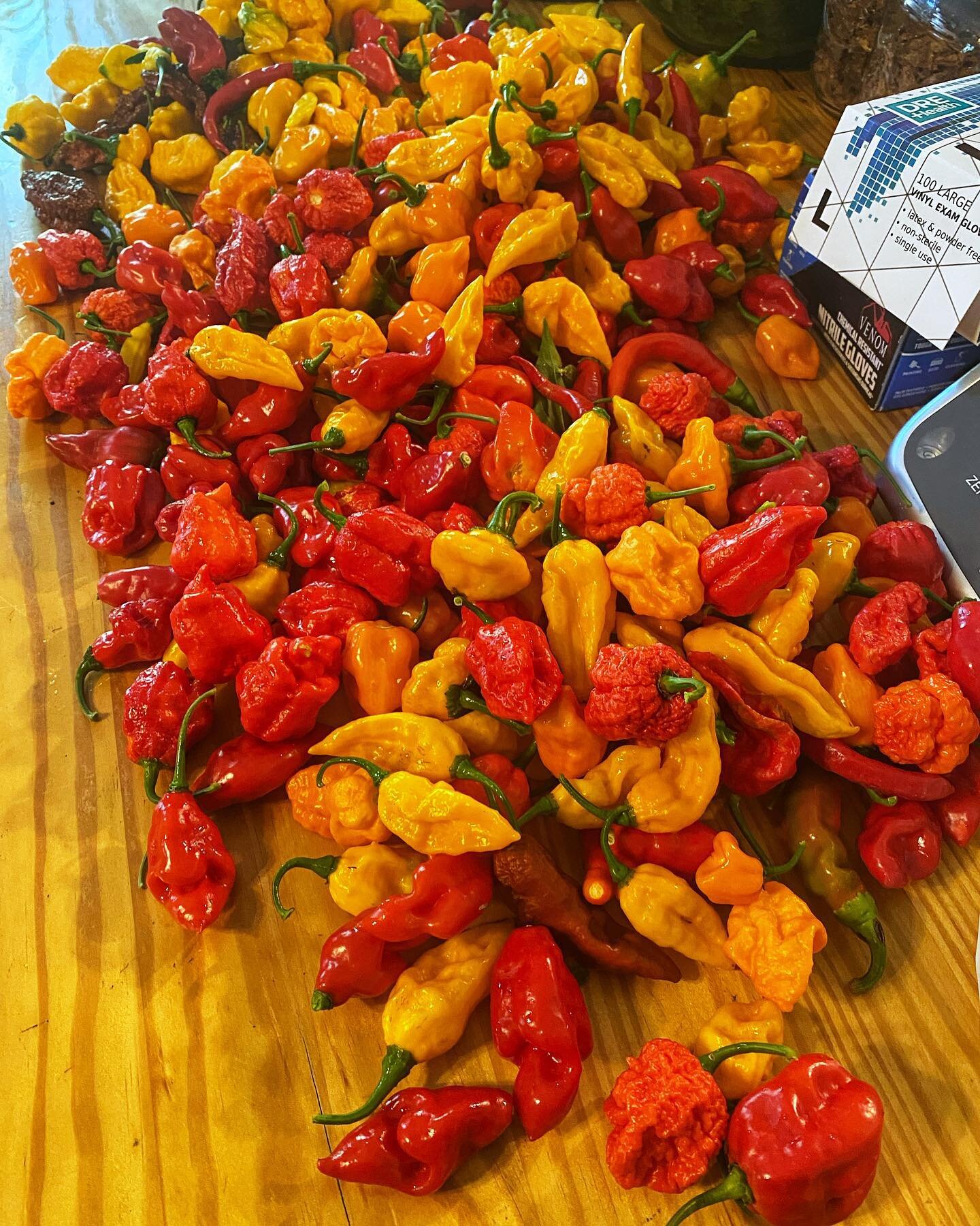 What do we do with Peppers?!?
We make SAUCE. 

It&rsquo;s taken all dang year to get to this point but it&rsquo;s a blast when we finally get here. 

Is your sauce fermented? Grab at @ellwoodsrva @goodfoodsgrocery or any of our local markets. Posting