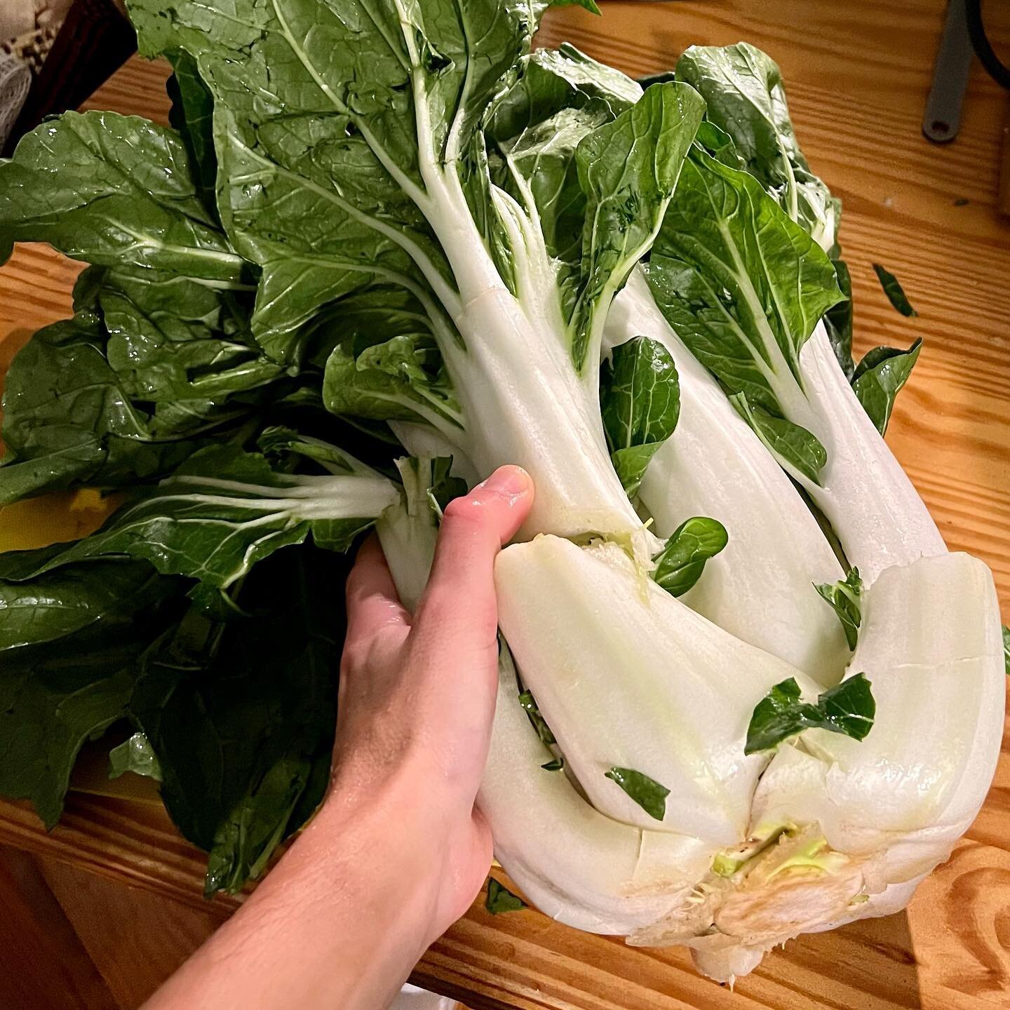 A tribute to the many beastly Bok Choy grown by @oldtavernfarmva 

Our bok choy white kimchi is ready for your plates, hearts and mouths! 🤍💚🤍💚