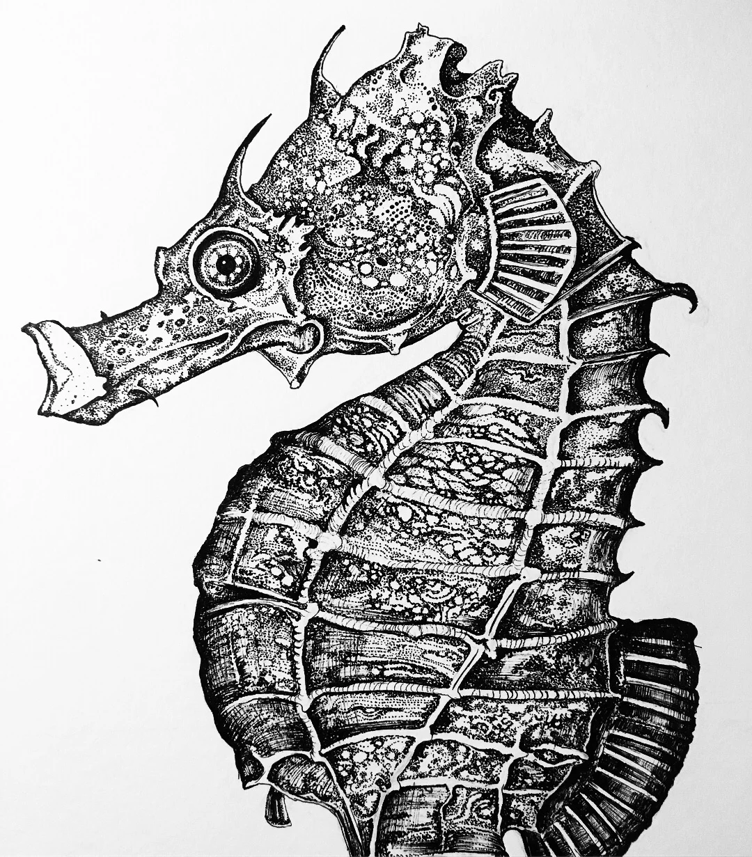 Seahorse