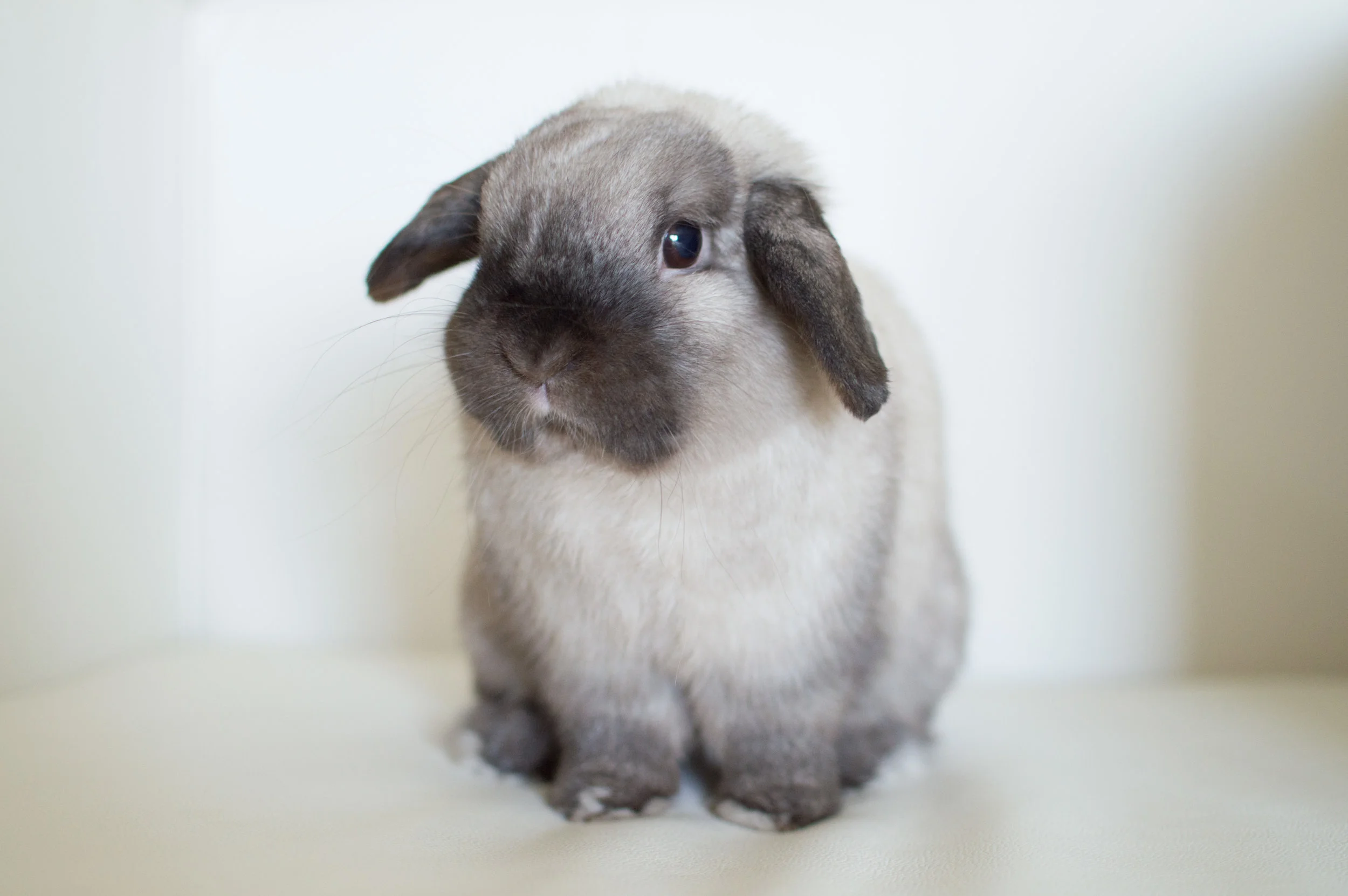 owning a rabbit