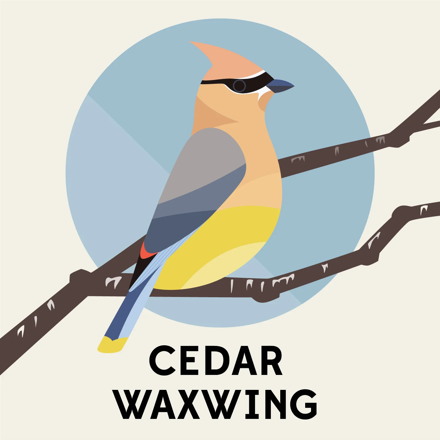 birds_of_the_blue_ridge_cedar_waxwing.jpg