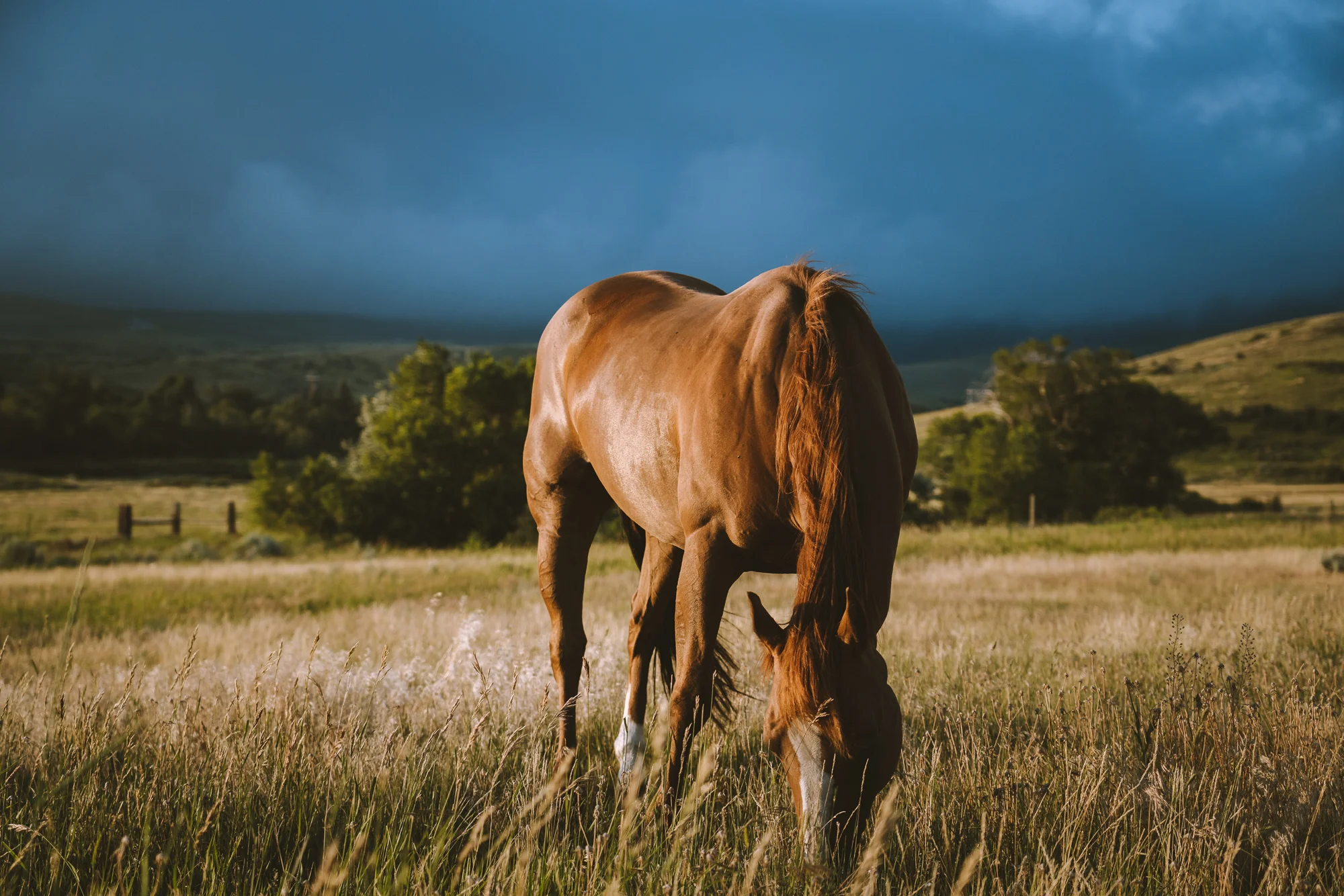 Horse Pony.jpg
