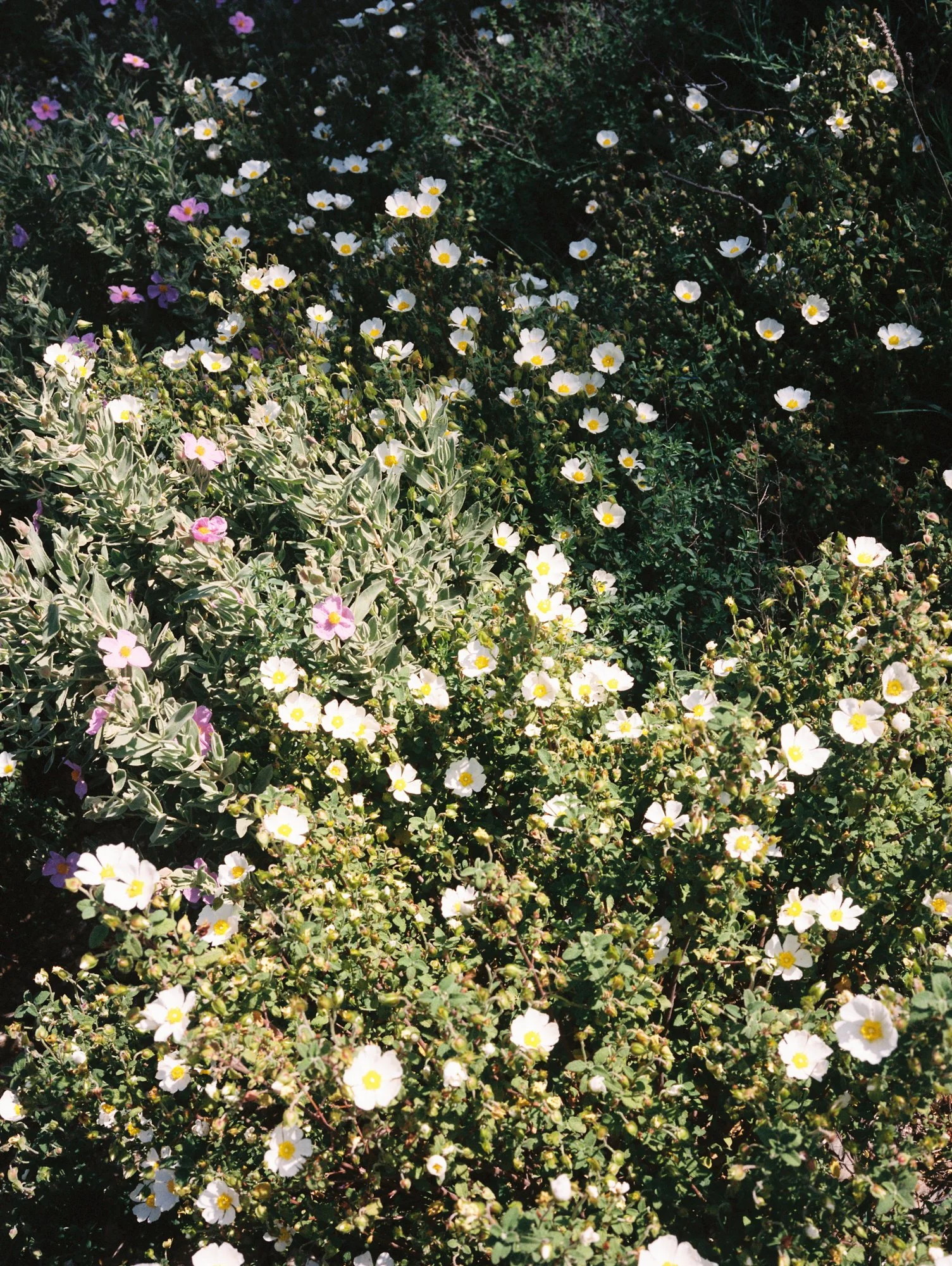 260516_Kohlman_Scans_0760.jpg