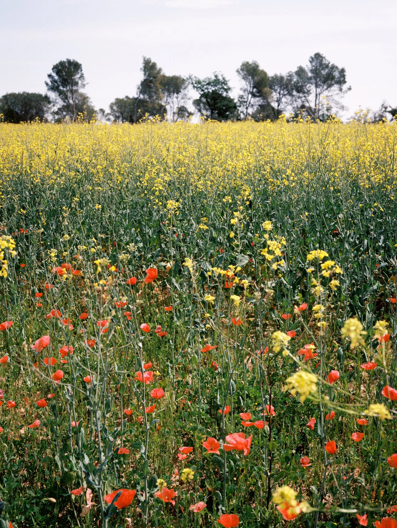 260516_Kohlman_Scans_0836.jpg