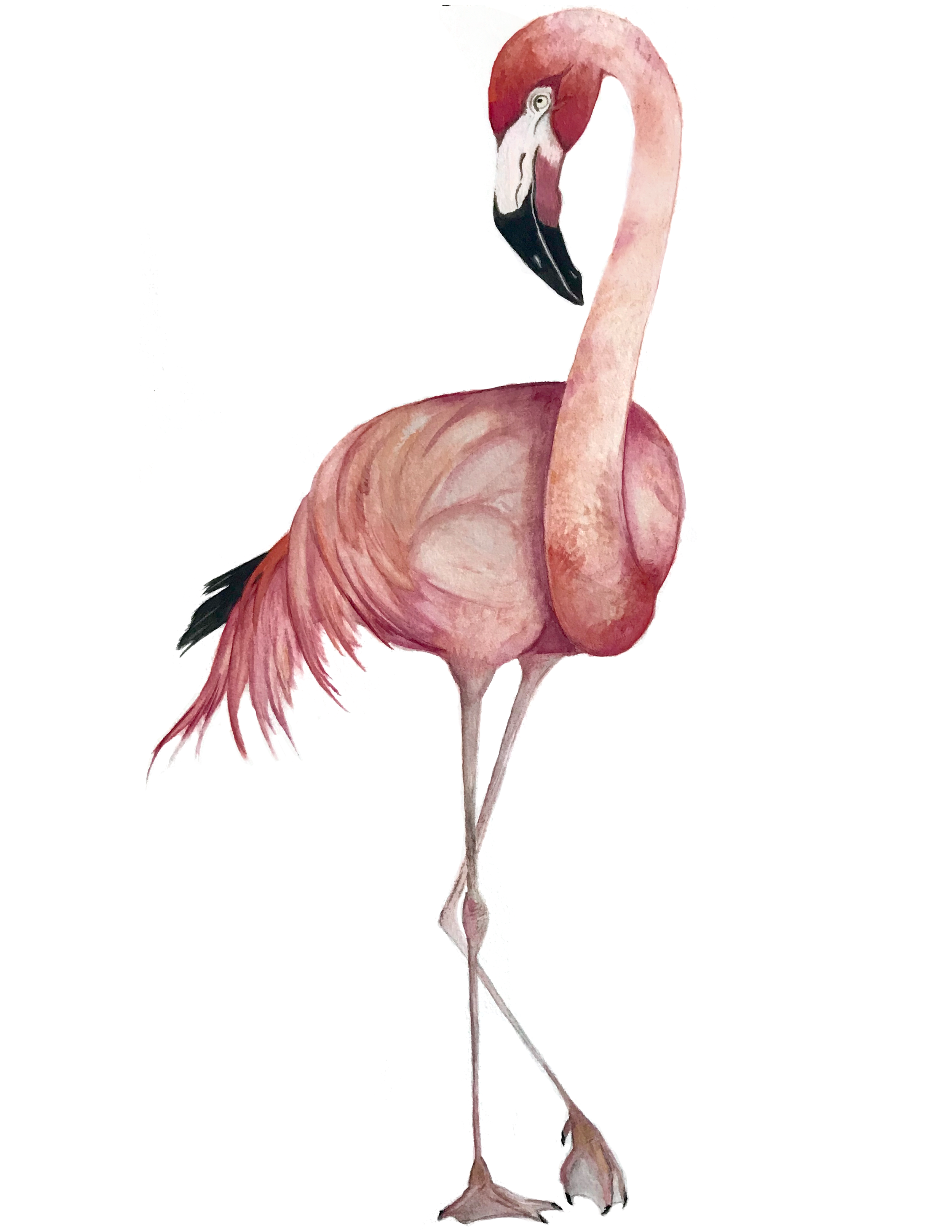flamingo.png