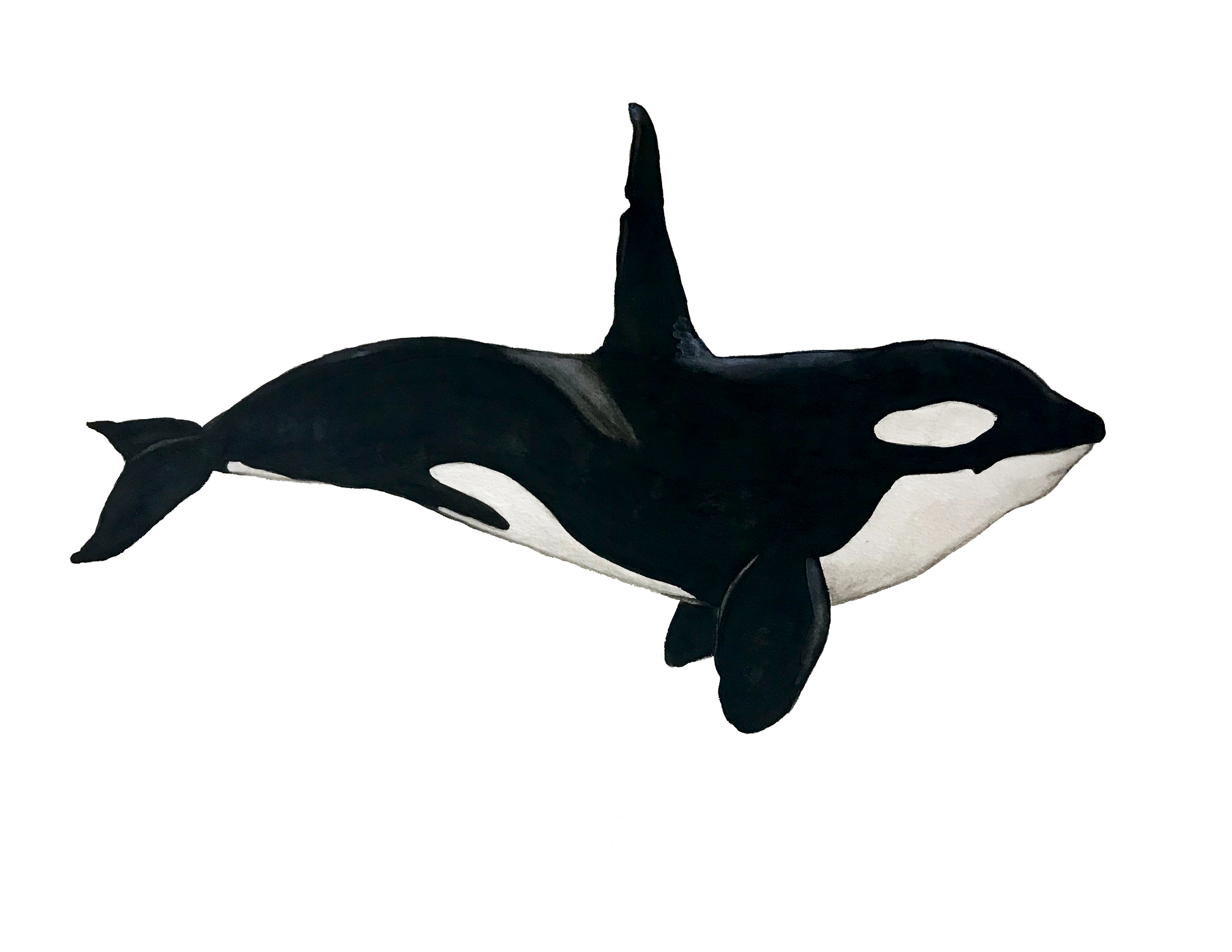 orca.png