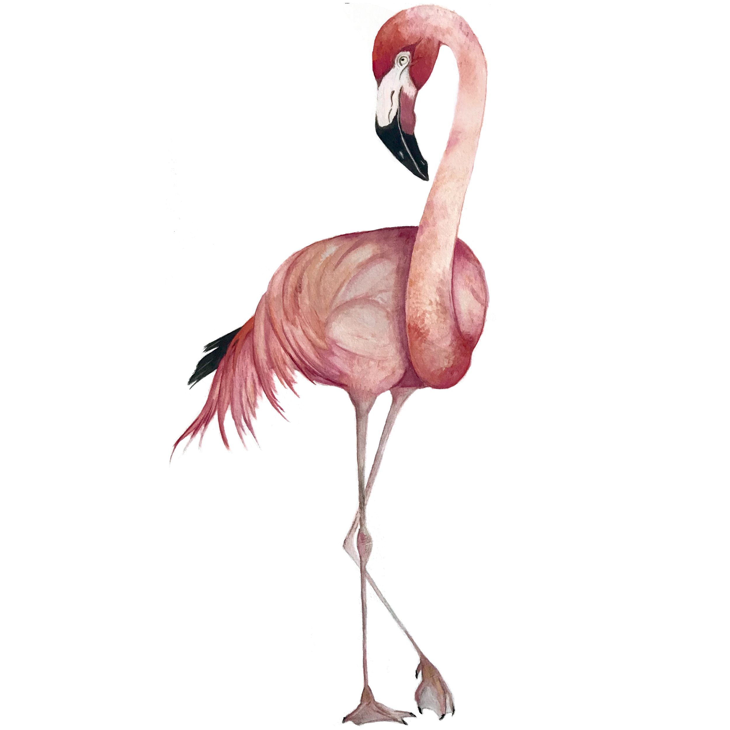 flamingo.png