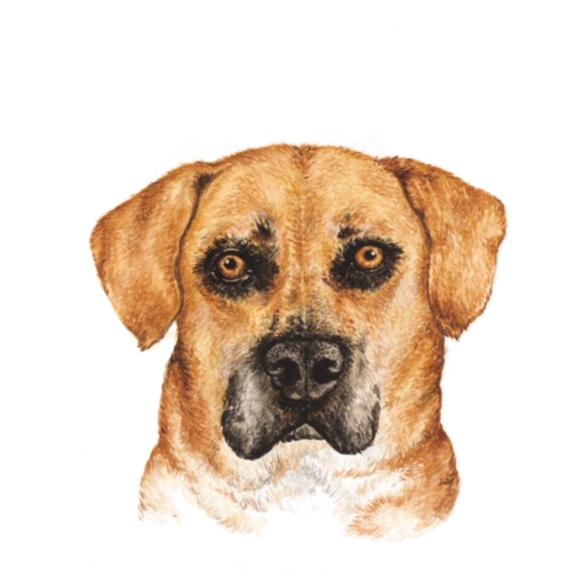 Labrador.png