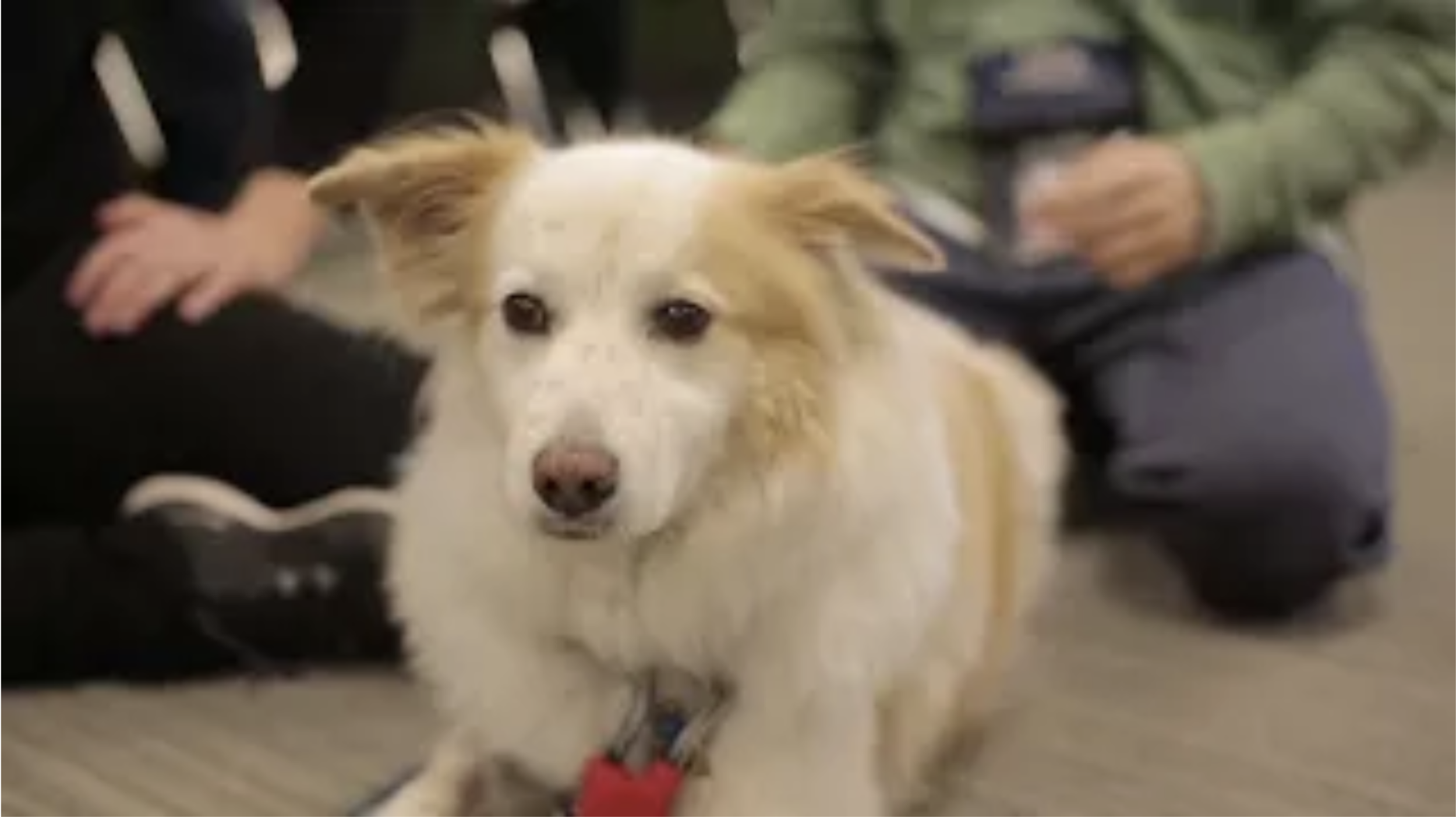 Doc-in-a-Day Volunteer Event / MVLE