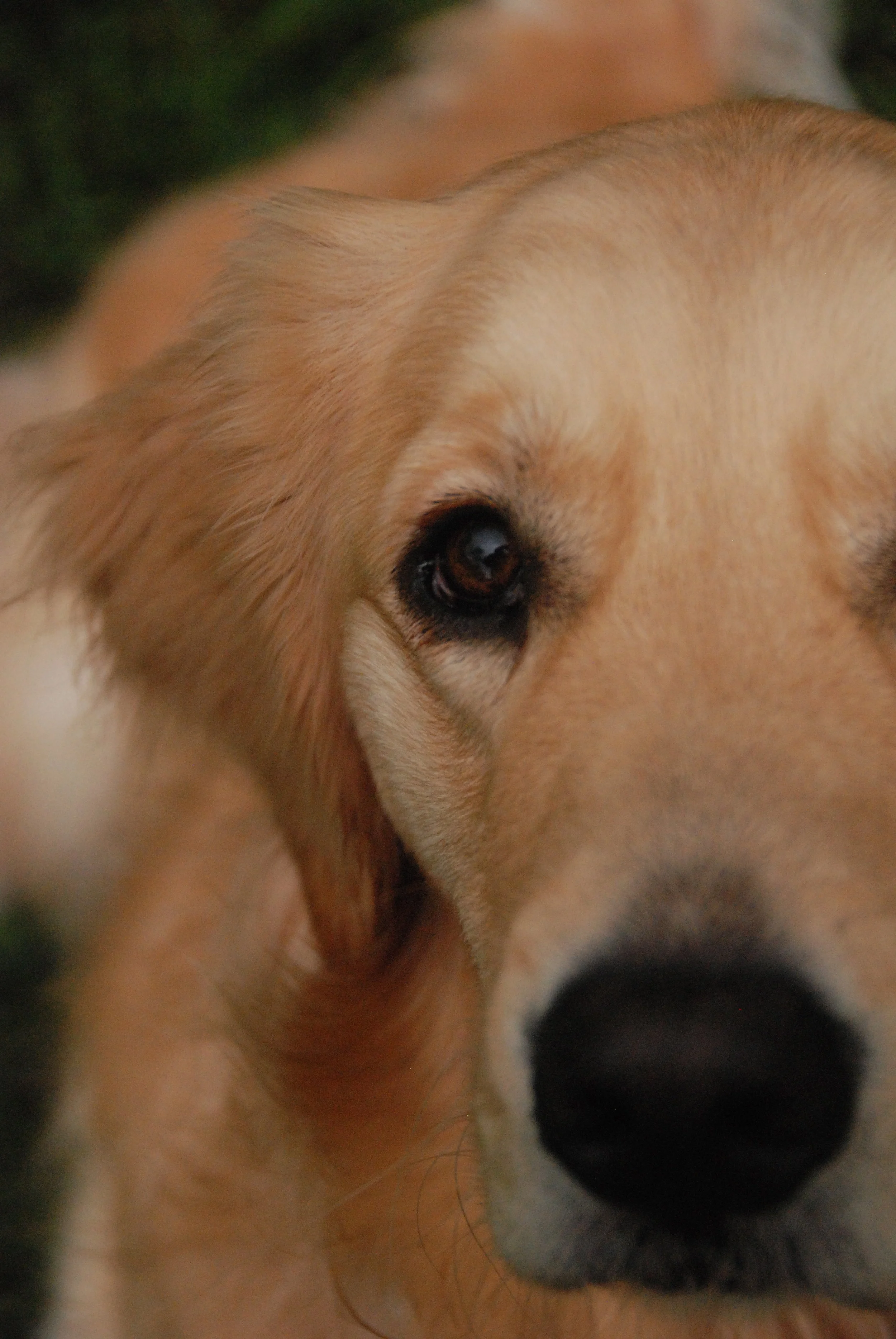 Camp Unleashed - Berkshires