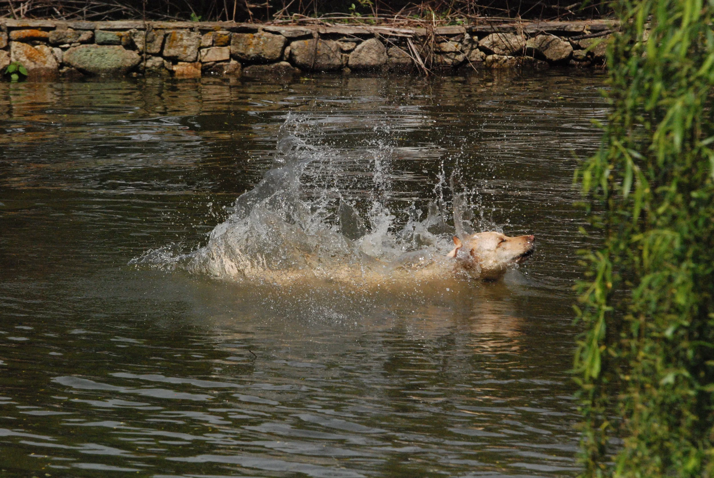DSC_3291.JPG
