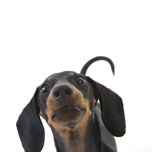 Helping Parents Keep Kids Safe Around Dogs &amp; Cats