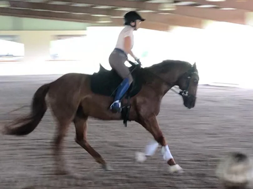 Lessons Silver Lining Stables.jpg