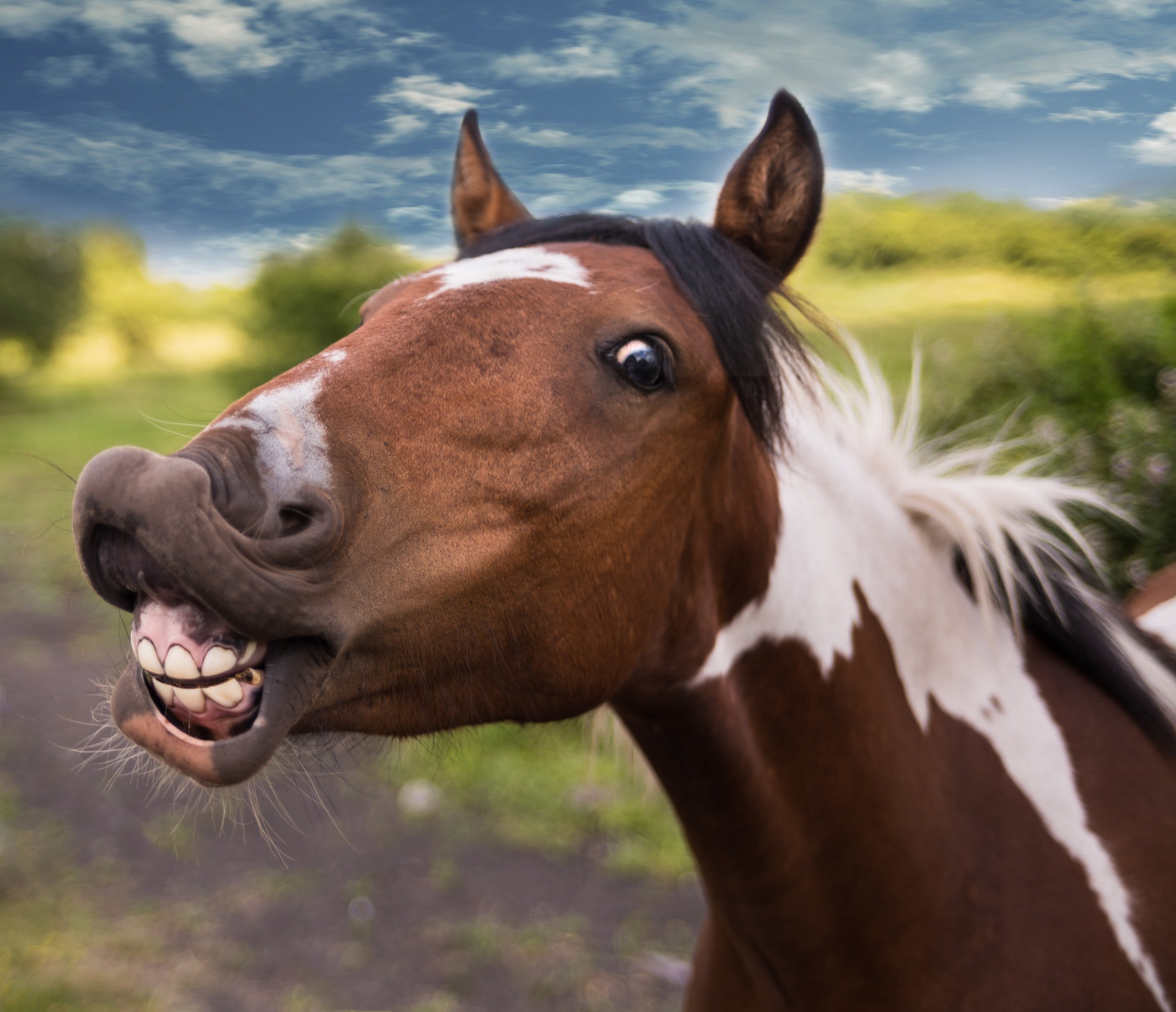 Veterinary Equine Dentistry Mar 4, 2025