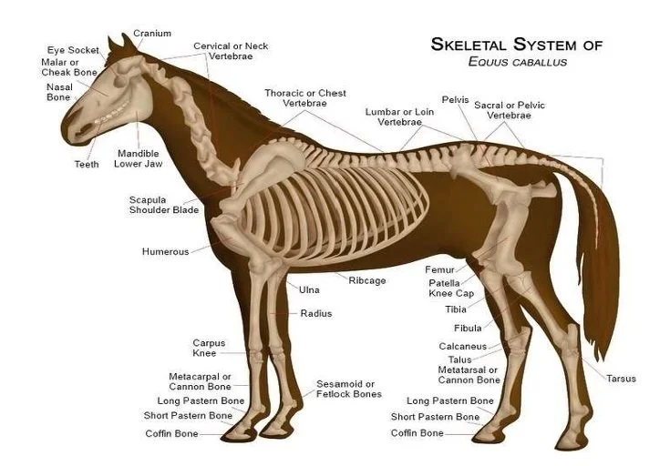 Equine Chiropractic