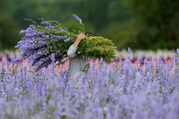 Delphiniums, The Real Flower Petal Company, 2017