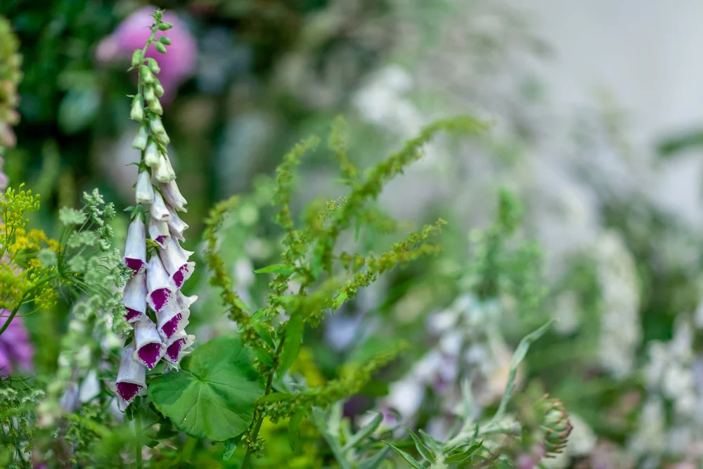 The Wolves Lane Flower Company, 2018
