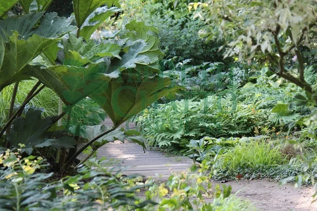 Beth Chatto Gardens, 2018