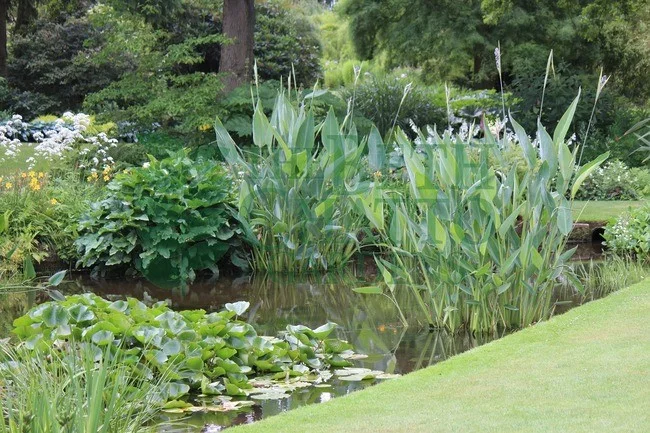 Beth Chatto Gardens, 2018