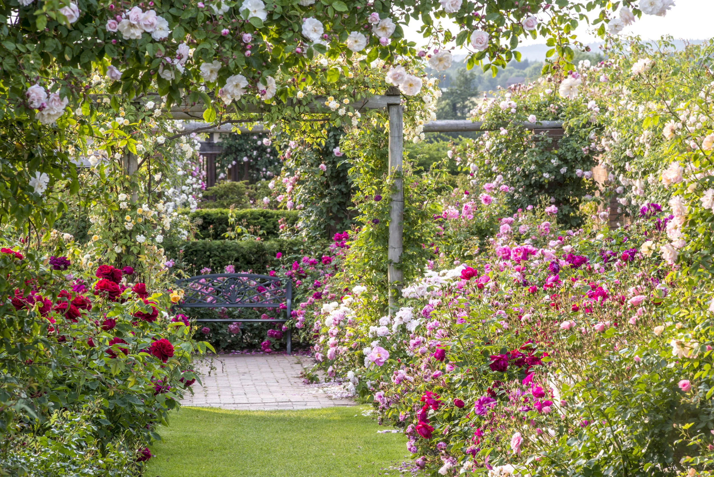David Austin Roses, 2018