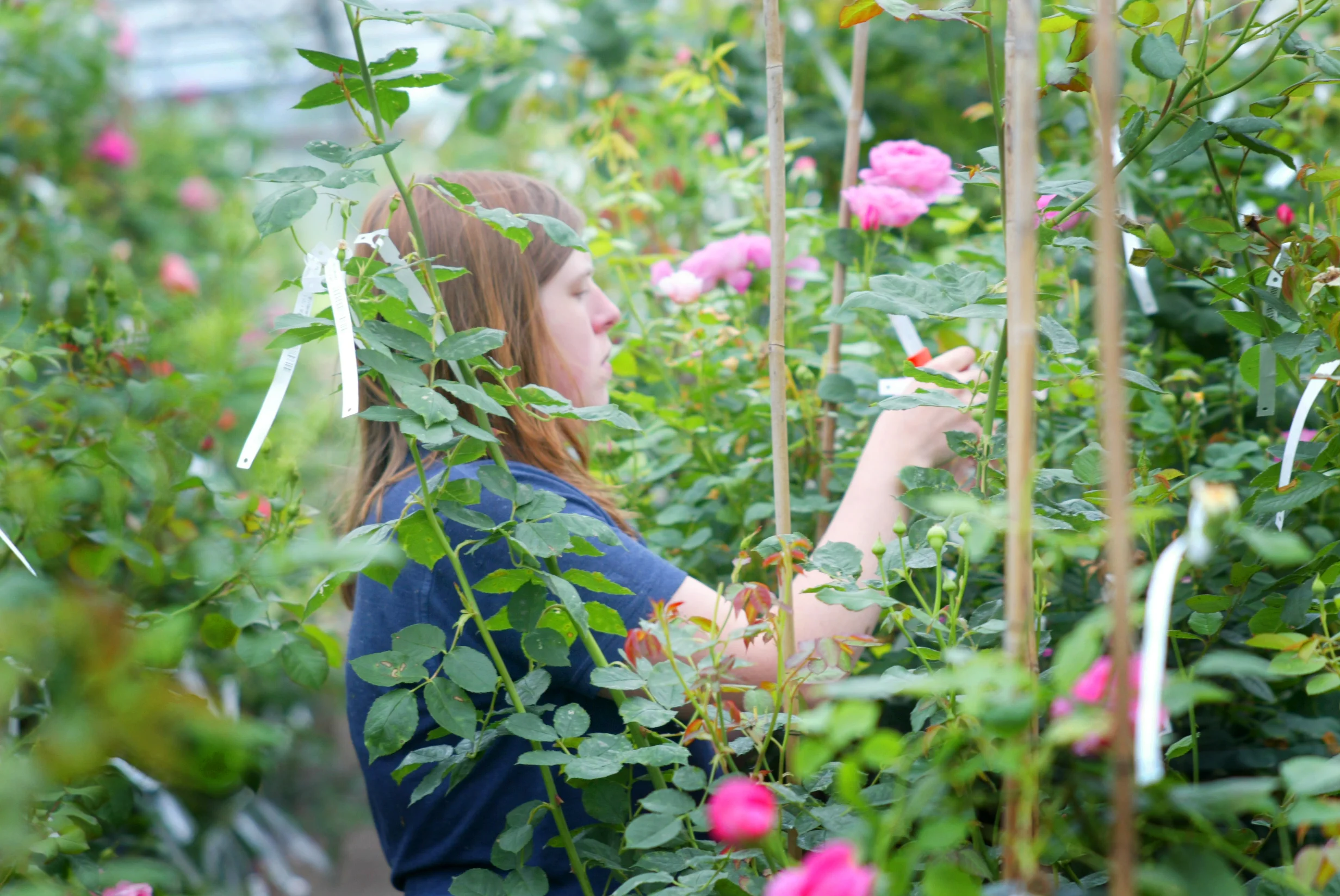 David Austin Roses, 2018