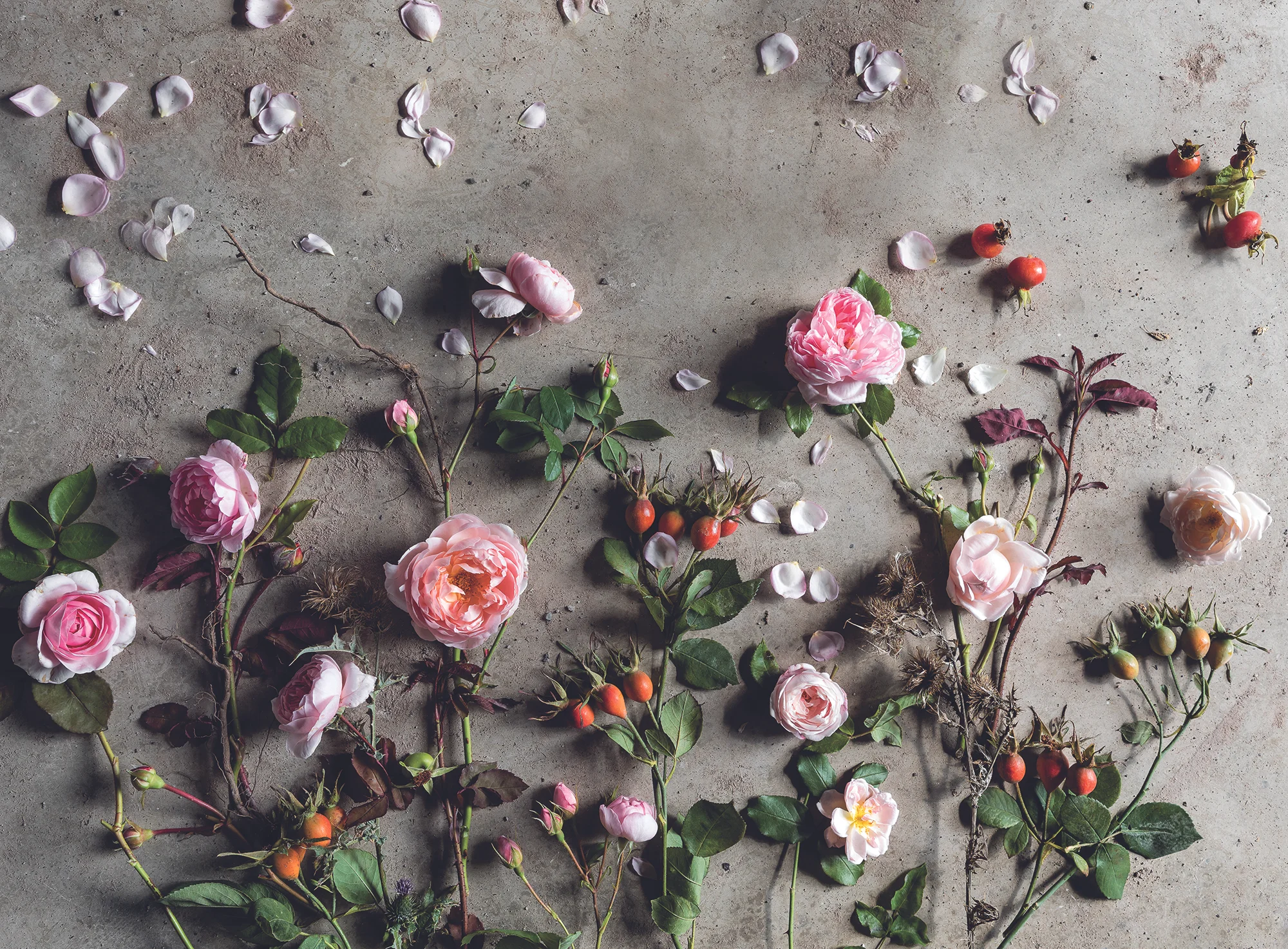 David Austin Roses, 2018