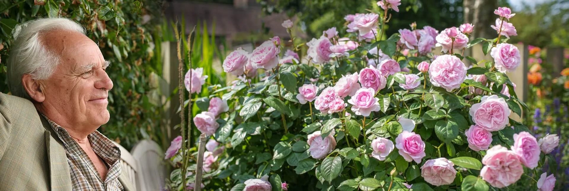 David Austin Roses, 2018