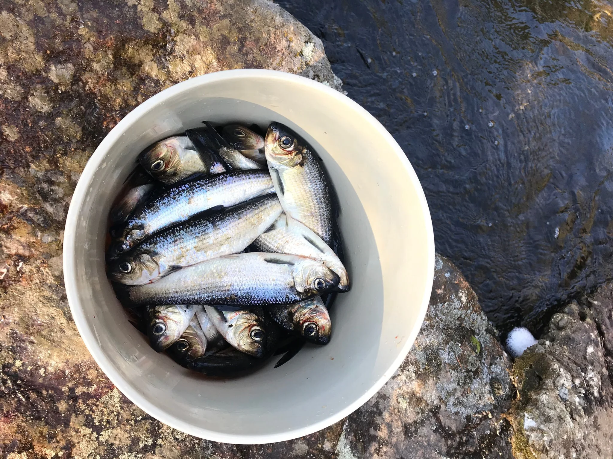 In The Field — Dip Netting Alewives