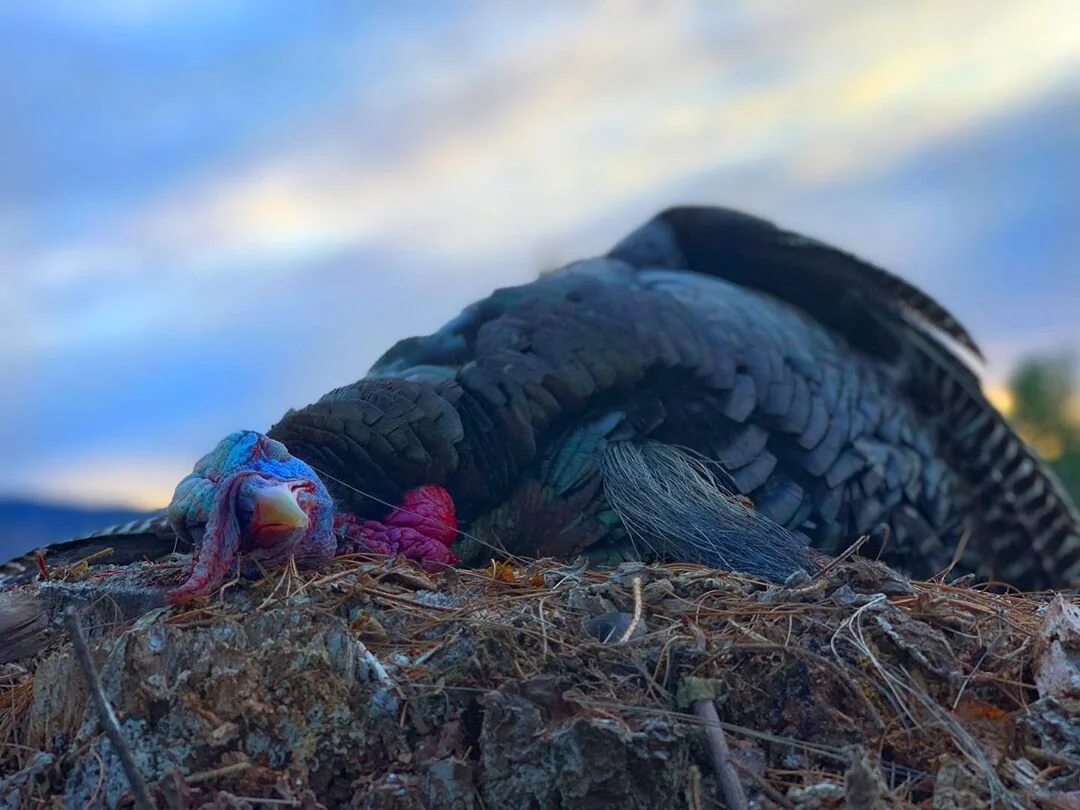 In The Field —&nbsp;Spring Turkey Hunt
