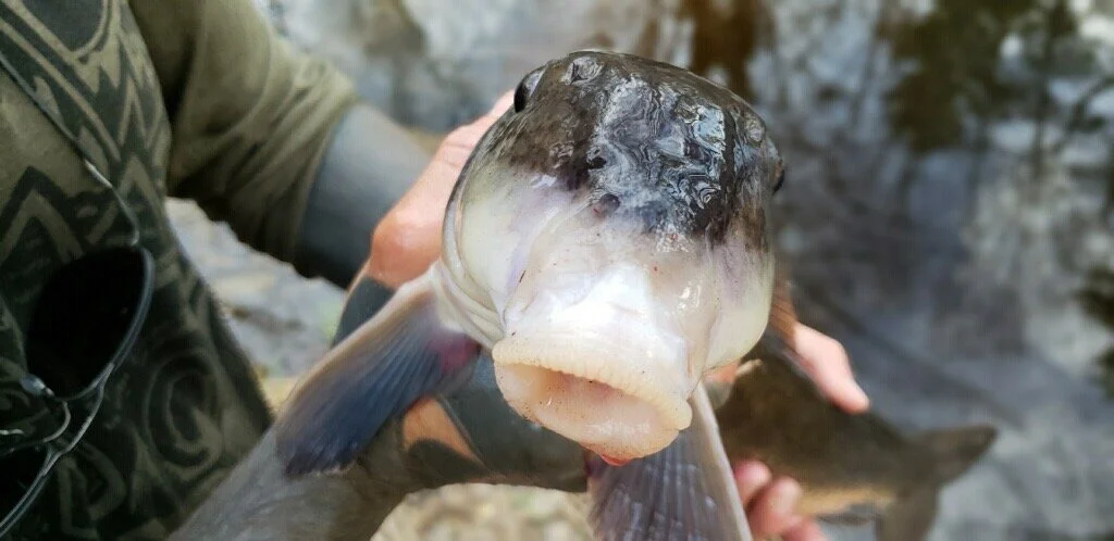 In The Field — Gigging for Suckers