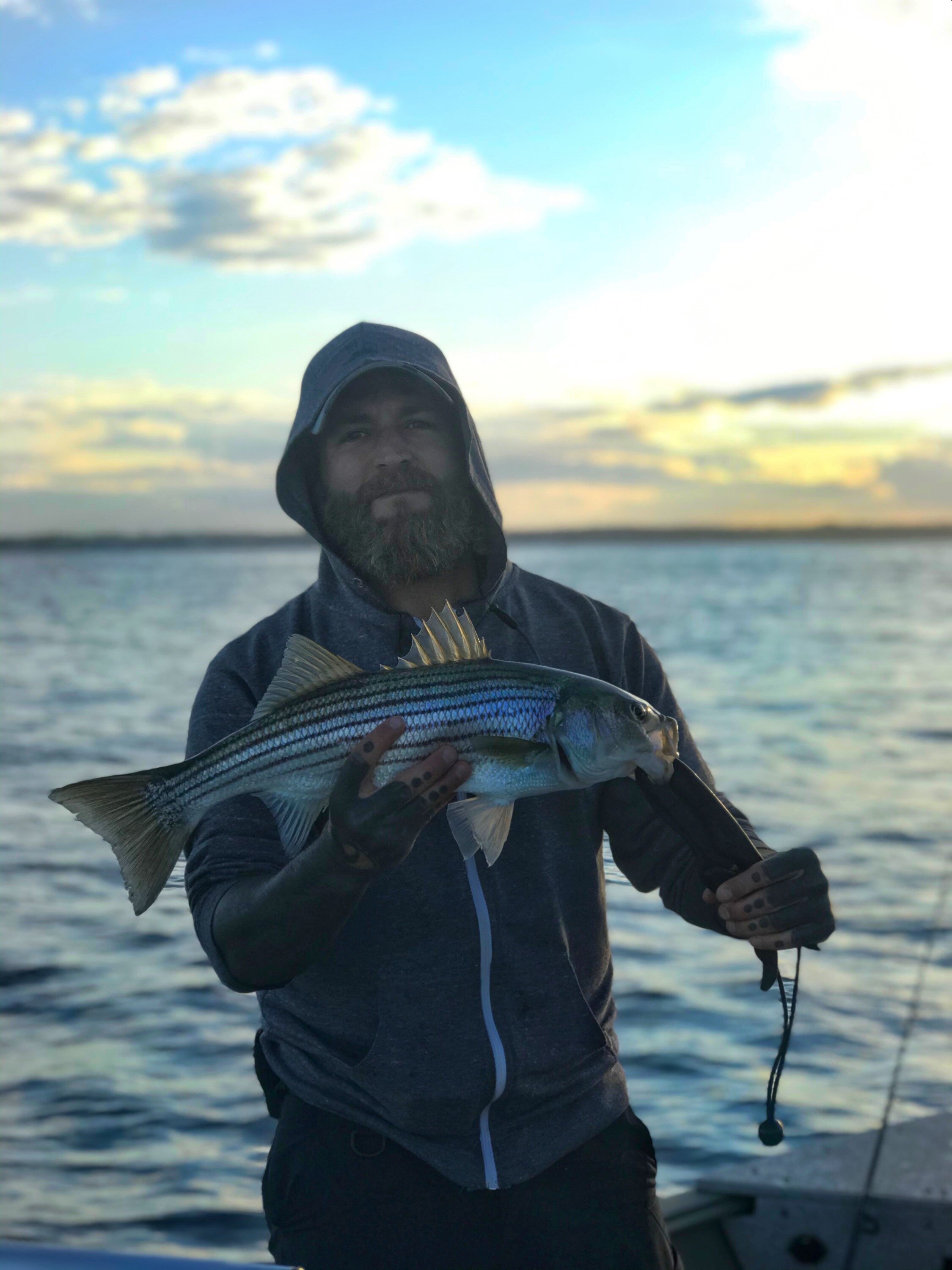 Striped Bass and the Realities of Catch and Release — WildFed